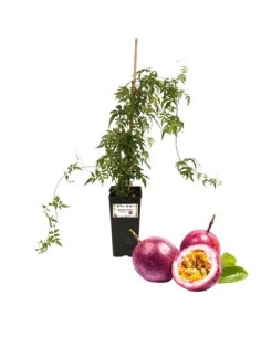 Frutto della passione