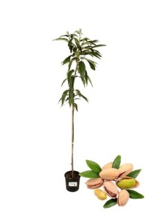 PISTACCHIO (femmina )