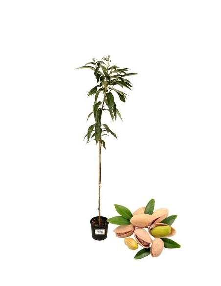 PISTACCHIO (maschio)