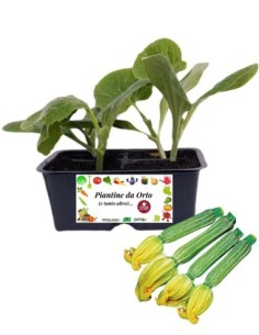 Zucchino striato pack da 4 piante