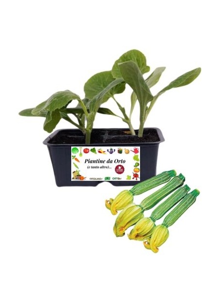 Zucchino striato pack da 4 piante