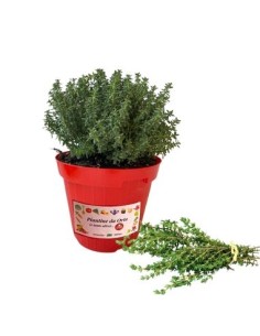 Timo silver queen vaso diametro 14