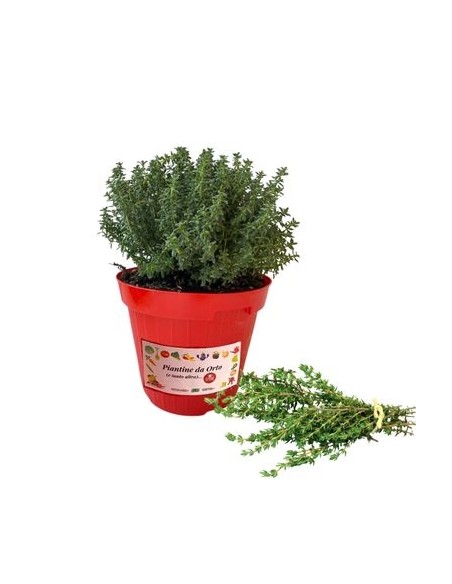 Timo silver queen vaso diametro 14