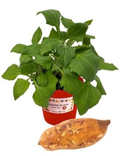 Yacon (Smallanthus Sonchifolius)