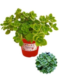 Origano Cubano vaso diametro 14