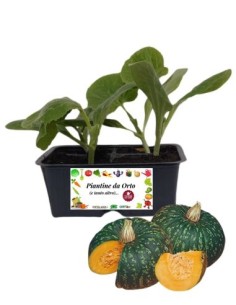 Zucca delica pack da 4 piantine