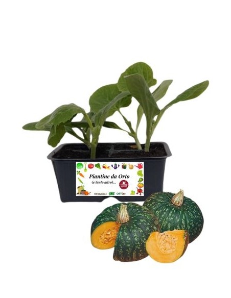 Zucca delica pack da 4 piantine