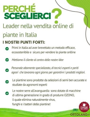 Pomodoro Datterino Giallo pack da 2 piante