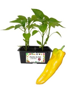 Peperone corno giallo pack da 4 piantine