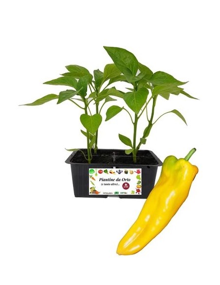Peperone corno giallo pack da 4 piantine