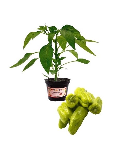 Peperone chiaro mantovano vaso 10