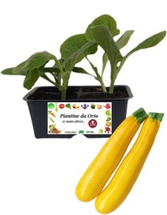 Zucchino giallo pack da 4 piante