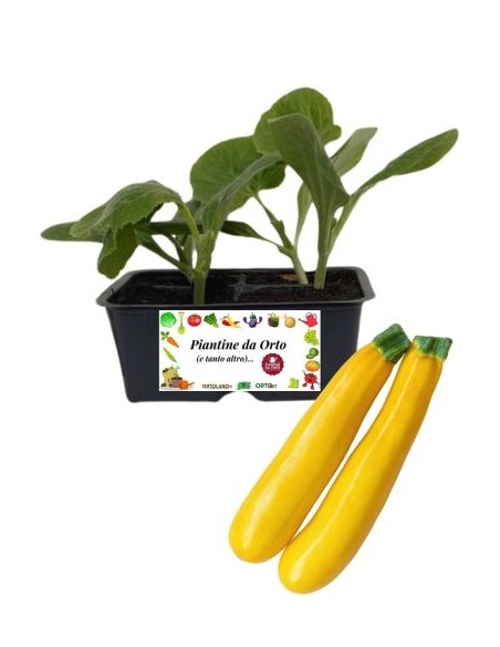 Zucchino giallo pack da 4 piante