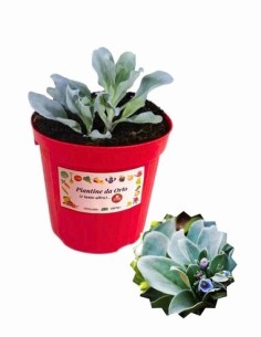 Erba ostrica vaso diametro 14