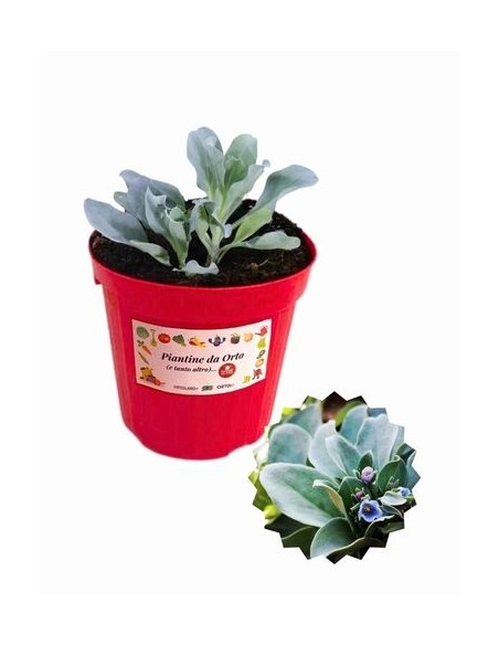 Erba ostrica vaso diametro 14