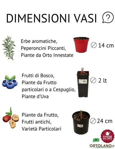 Erba ostrica vaso diametro 14