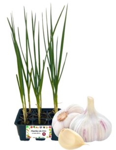 Aglio pack da 6 piantine