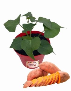Batata_Patata Americana