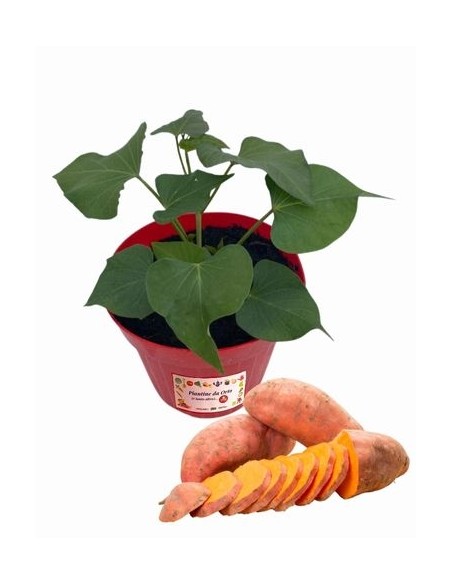 Batata_Patata Americana