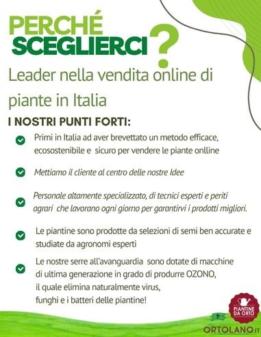 Zucchino giallo pack da 4 piante