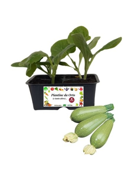 Zucchino alberello "sarzana" pack da 4 piante