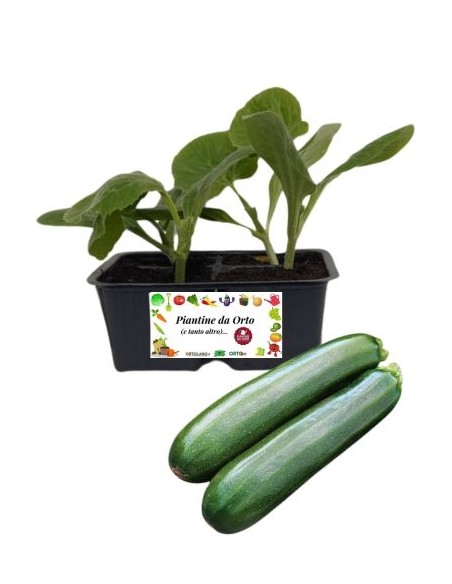 Zucchino bologna pack da 4 piante