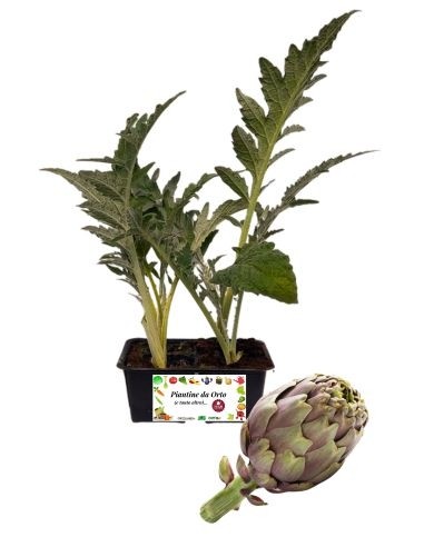 Carciofo pack da 4 piantine