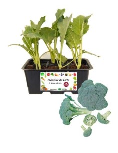 Broccolo calabrese pack da 6 piante