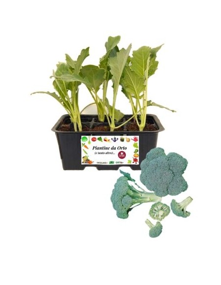 Broccolo calabrese pack da 6 piante