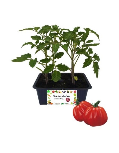 Pomodoro cuore di bue pack da 4 piante