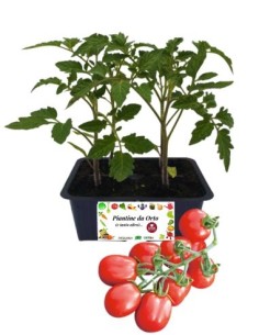 Pomodoro datterino pack da 4 piantine