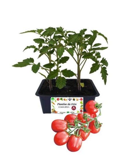 Pomodoro datterino pack da 4 piantine