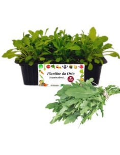 Rucola pack da 9 piante