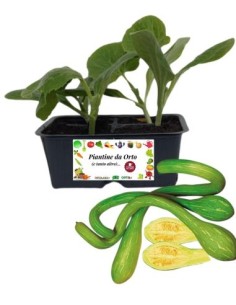 Zucchino Trombetta pack da 4 piante