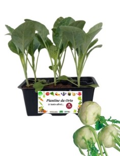 Cavolo rapa pack da 6 piante