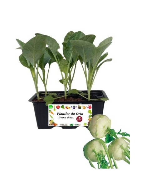 Cavolo rapa pack da 6 piante