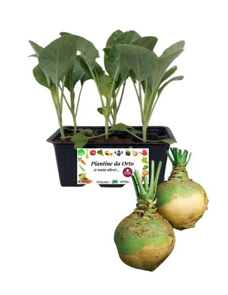 Cavolo navone pack da 6 piante