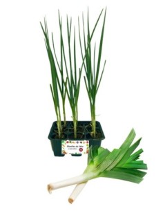 Porro pack da 9 piante