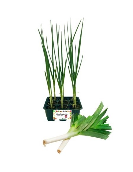 Porro pack da 9 piante