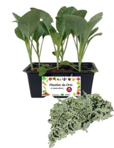 Broccolo fiolare pack da 6 piante