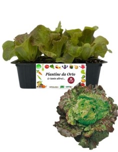 Lattuga canasta pack da 9 piantine