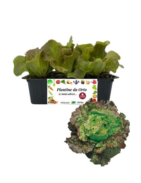 Lattuga canasta pack da 9 piantine