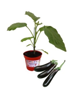 Melanzana lunga innestata (vaso diametro 14)