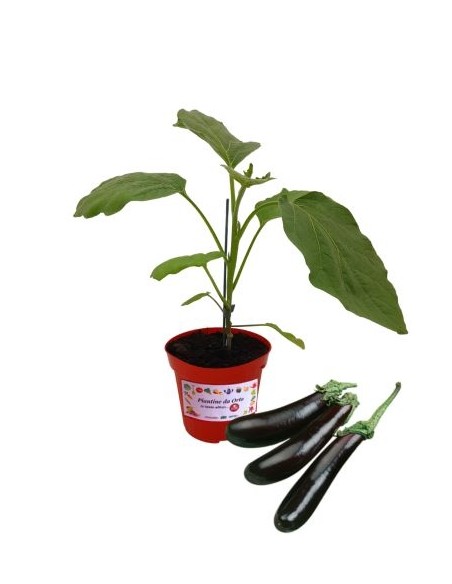 Melanzana lunga innestata (vaso diametro 14)