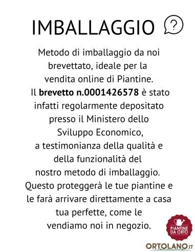 Melanzana lunga innestata (vaso diametro 14)