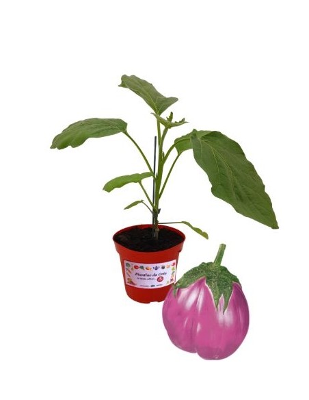 Melanzana rosa innestata (vaso diametro 14)