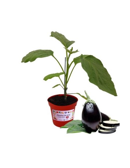 Melanzana tonda innestata (vaso diametro 14)