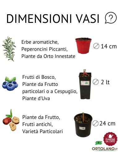Melanzana tonda innestata (vaso diametro 14)