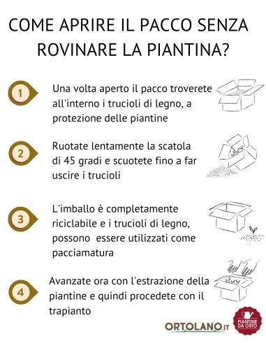 Aglio pack da 6 piantine