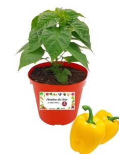 Peperone giallo innestato (vaso diametro 14)
